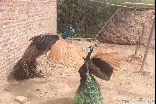 我们和原生恶的距离 