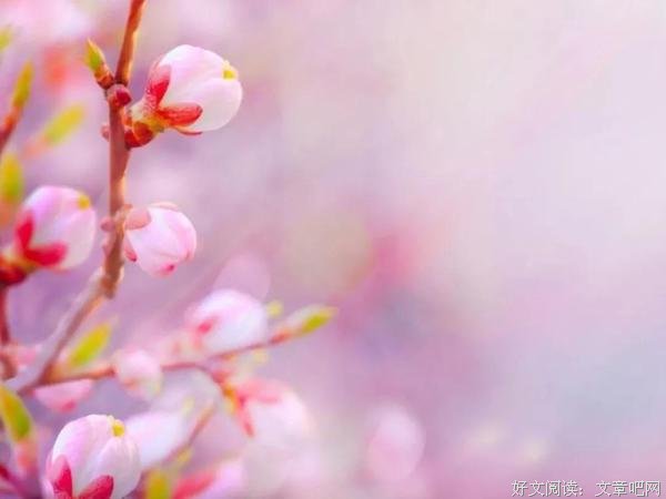 新的一年，愿家人平安、岁月静好、天真依旧 