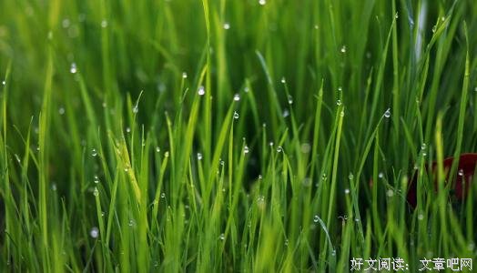 像草一样去做人！(深刻) 