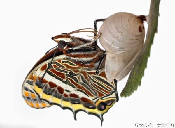 人生就是一场蜕变 