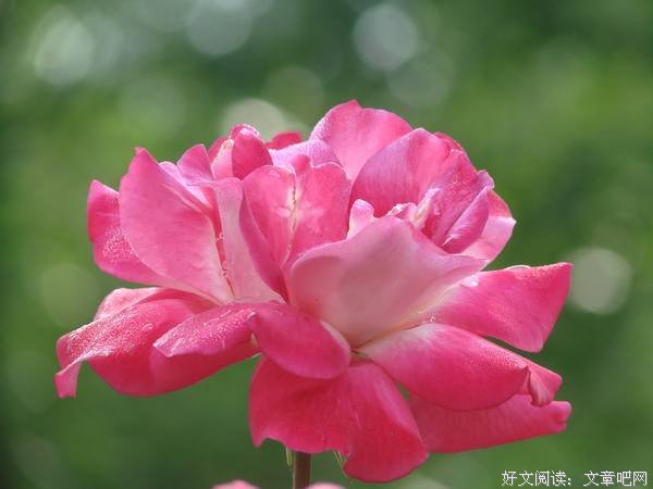 用等待的时间去感受一朵花开 