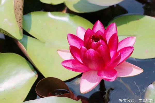 愿吃十年亏 
