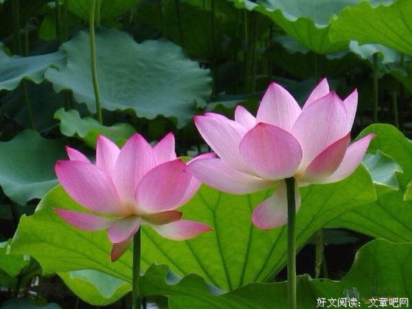 保持一颗平常心，才是人生的真谛 