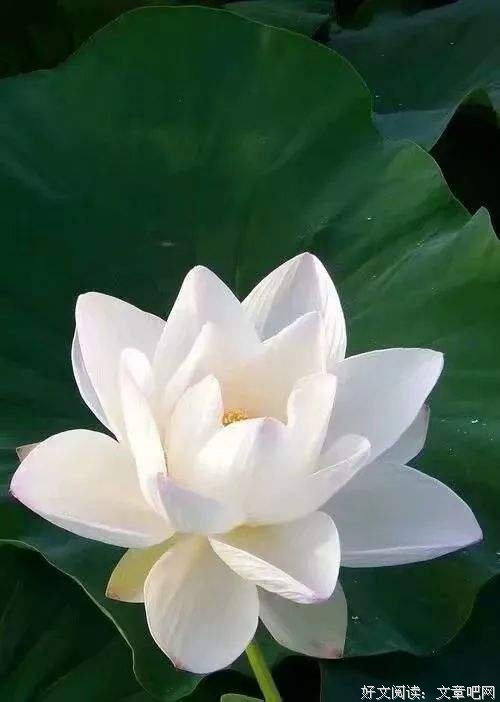 人到极致，一定是素与简 