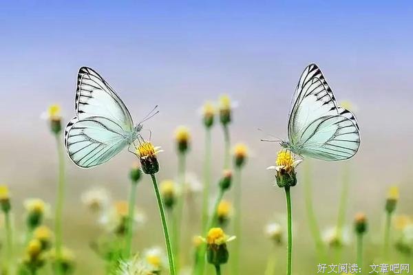 来不及认真地年轻，就选择认真地老去 