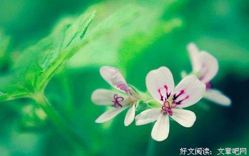 长的是岁月，短的是人生 