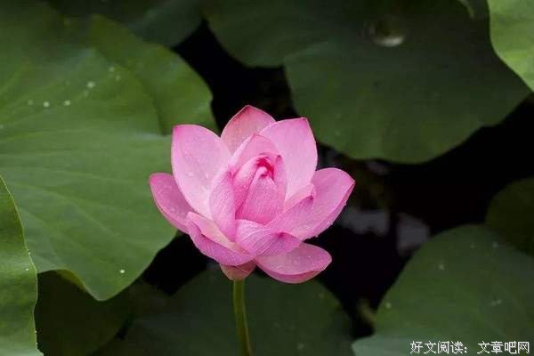 生命是一种吐故纳新的过程 