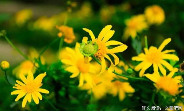 苏轼：人生如书法，“按”得有力，“提”得起劲 