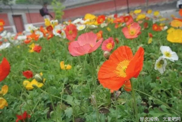 爱情的表达 