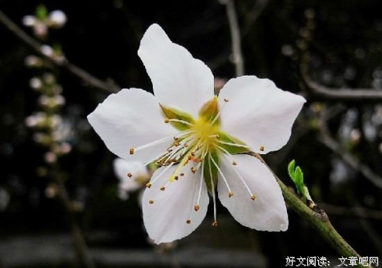 心灵的欣赏，才是一个人最好的修养 